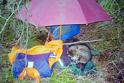 Mühlenkater Bibic