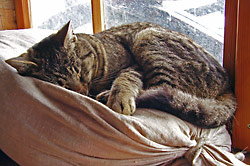 Bibic - der M&uuml;hlenkater